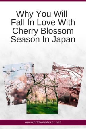 Cherry Blossom Season is one of the most beautiful things to do and see in Japan. Cherry Blossom Season in Japan, or Sakura Season, is a bucketlist item most people dream of seeing. Here are some of the most stunning photos to fuel your wanderlust. #cherryblossoms #japan #sakuraseason