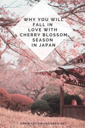 Cherry Blossom Season is one of the most beautiful things to do and see in Japan. Cherry Blossom Season in Japan, or Sakura Season, is a bucketlist item most people dream of seeing. Here are some of the most stunning photos to fuel your wanderlust. #cherryblossoms #japan #sakuraseason