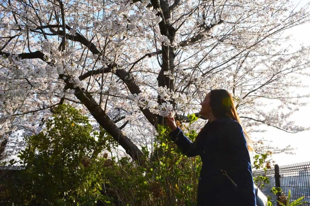 Cherry Blossom Season is one of the most beautiful things to do and see in Japan. Cherry Blossom Season in Japan, or Sakura Season, is a bucketlist item most people dream of seeing. Here are some of the most stunning photos to fuel your wanderlust. #cherryblossoms #japan #sakuraseason