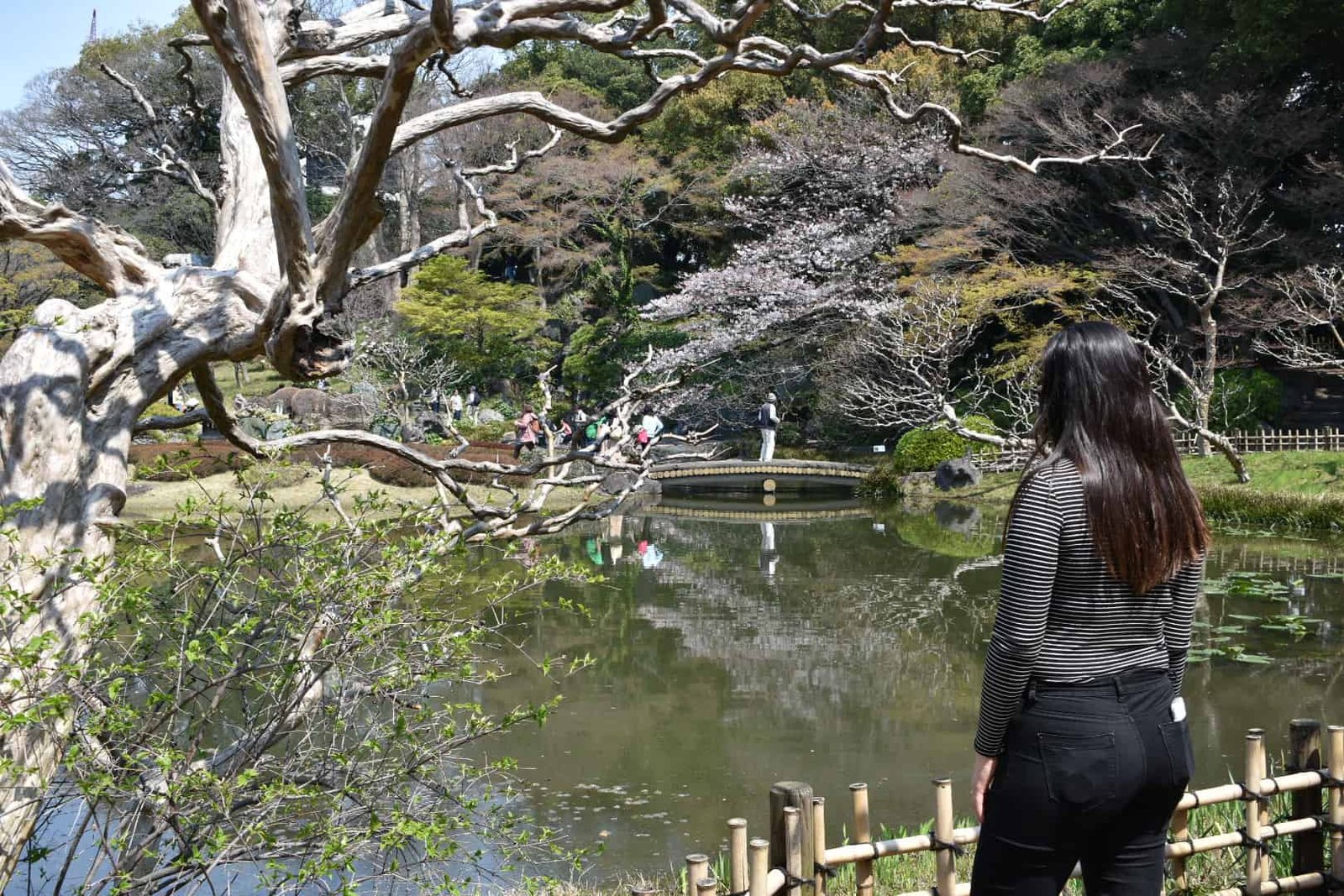 Visiting an authentic Japanese garden is amongst the most incredible things to do in Tokyo including famous attractions, hidden gems, cherry blossom trees, and top Tokyo bucketlist items. Plus helpful Tokyo tips and tricks for first timers and solo travellers. #tokyo #japan #traveljapan