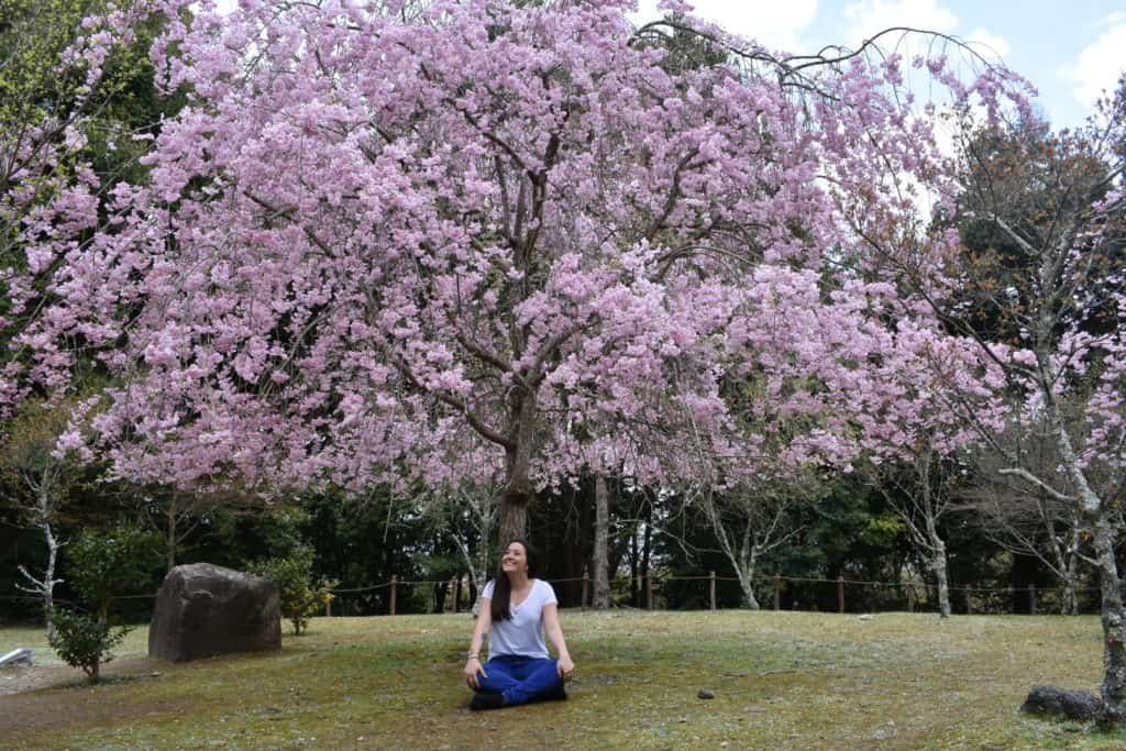 Cherry Blossom Season is one of the most beautiful things to do and see in Japan. Cherry Blossom Season in Japan, or Sakura Season, is a bucketlist item most people dream of seeing. Here are some of the most stunning photos to fuel your wanderlust. #cherryblossoms #japan #sakuraseason