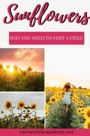 If you’re wanting to go on a spontaneous adventure, you need to visit a sunflower field asap. You’ve seen the pictures on Instagram, with beautiful sunsets and golden lights. Sunflower fields are always worth a visit when the sunflowers are in bloom and here are 5 reasons why you should visit one asap. #Travel #adventure #sunflowerfield #Sunflowers #spontaneousadventures