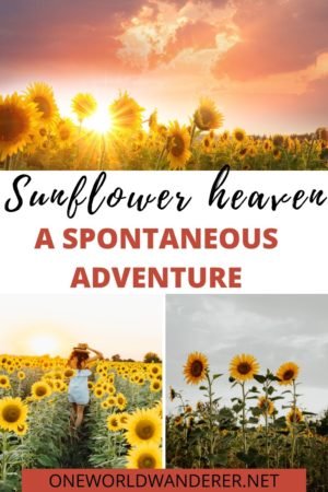 If you’re wanting to go on a spontaneous adventure, you need to visit a sunflower field asap. You’ve seen the pictures on Instagram, with beautiful sunsets and golden lights. Sunflower fields are always worth a visit when the sunflowers are in bloom and here are 5 reasons why you should visit one asap. #Travel #adventure #sunflowerfield #Sunflowers #spontaneousadventures