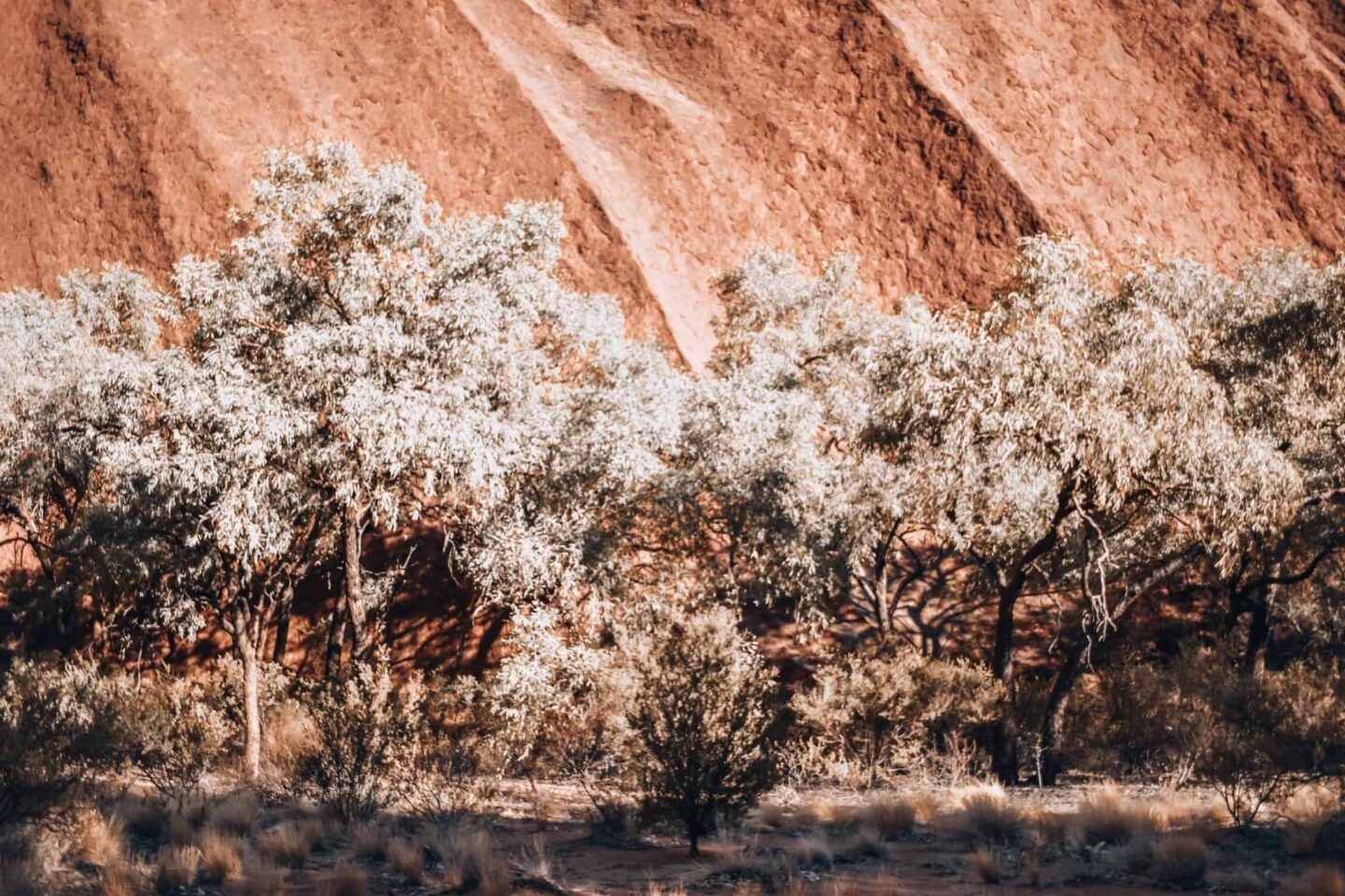 Looking for the perfect tour of Uluru and surroundings? You found it! Find out the best itinerary with the Rock Tours and information about Uluru, Kings Canyon, Kata Tjuta and surroundings. Everything you need to know about the perfect Red Centre itinerary.