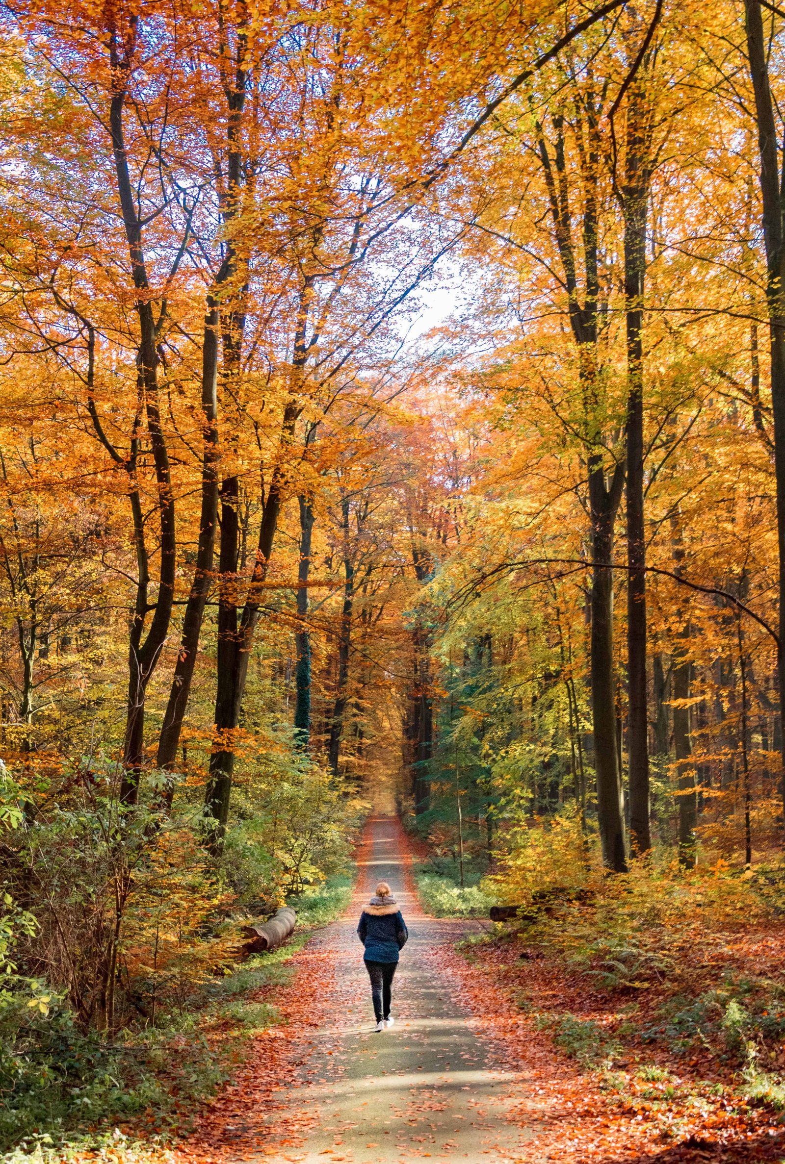 Solo female traveller admiring the fall leaves and the colours of the trees in a national park.