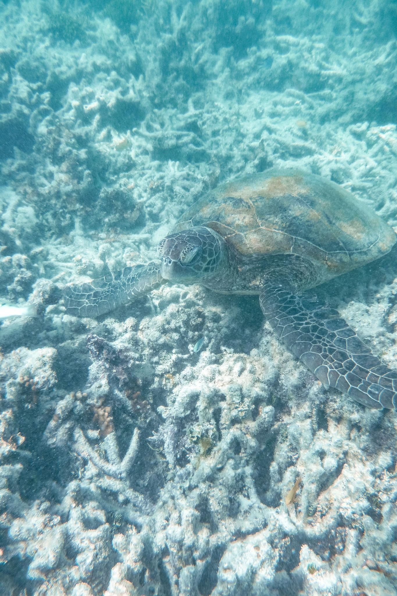 Swimming and snorkelling with a Green Sea Turtle on the Great Barrier Reef in Queensland #swimmingwithturtles #heronisland #greatbarrierreef