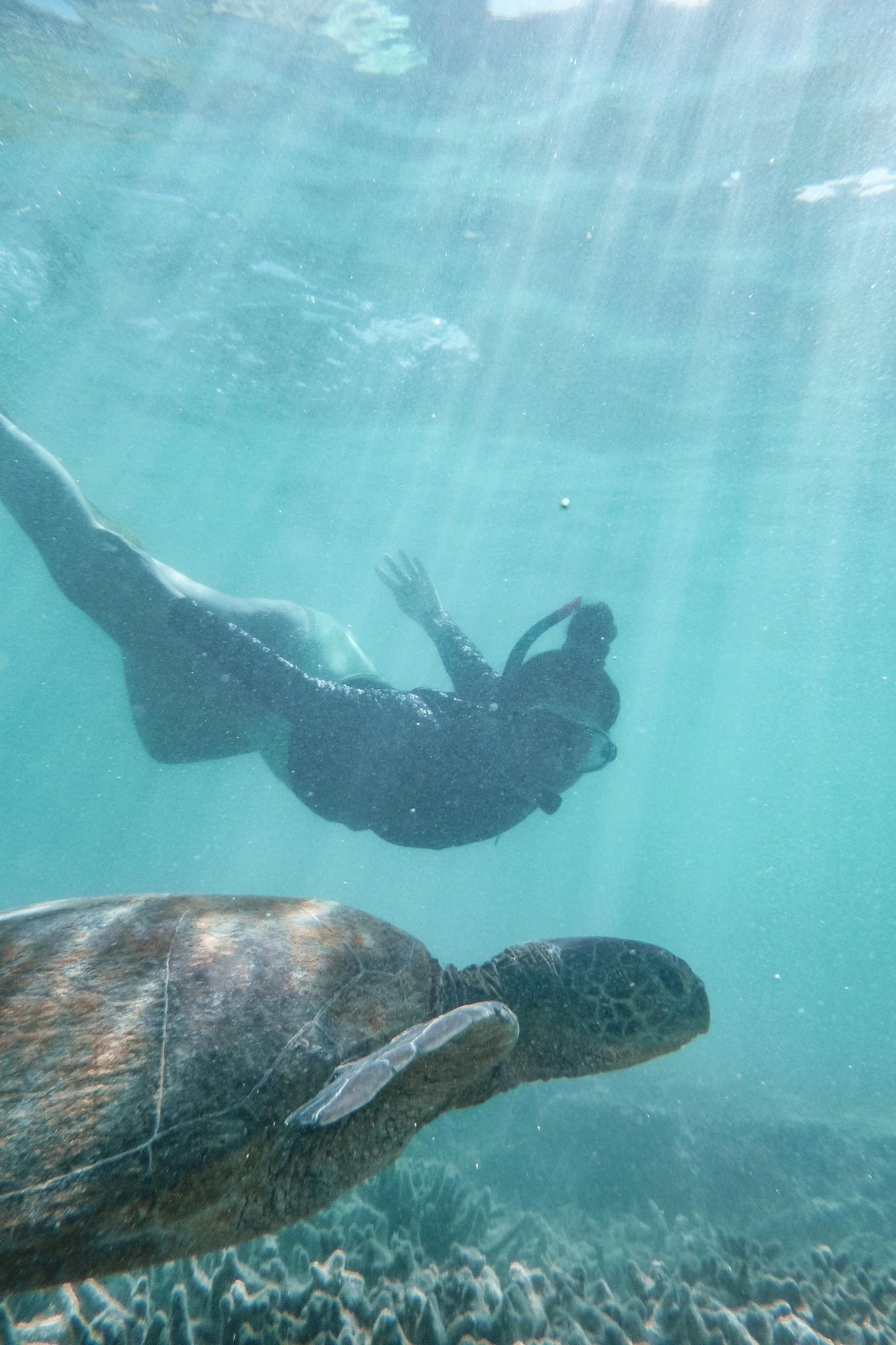 Swimming and snorkelling with a Green Sea Turtle on the Great Barrier Reef in Queensland #swimmingwithturtles #heronisland #greatbarrierreef