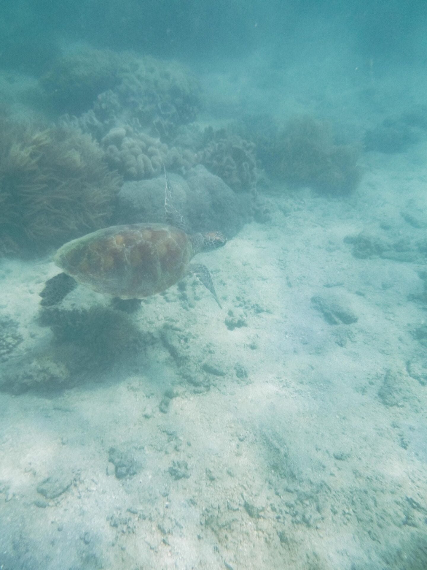 Swimming and snorkelling with a Green Sea Turtle on the Great Barrier Reef in Queensland #swimmingwithturtles #heronisland #greatbarrierreef