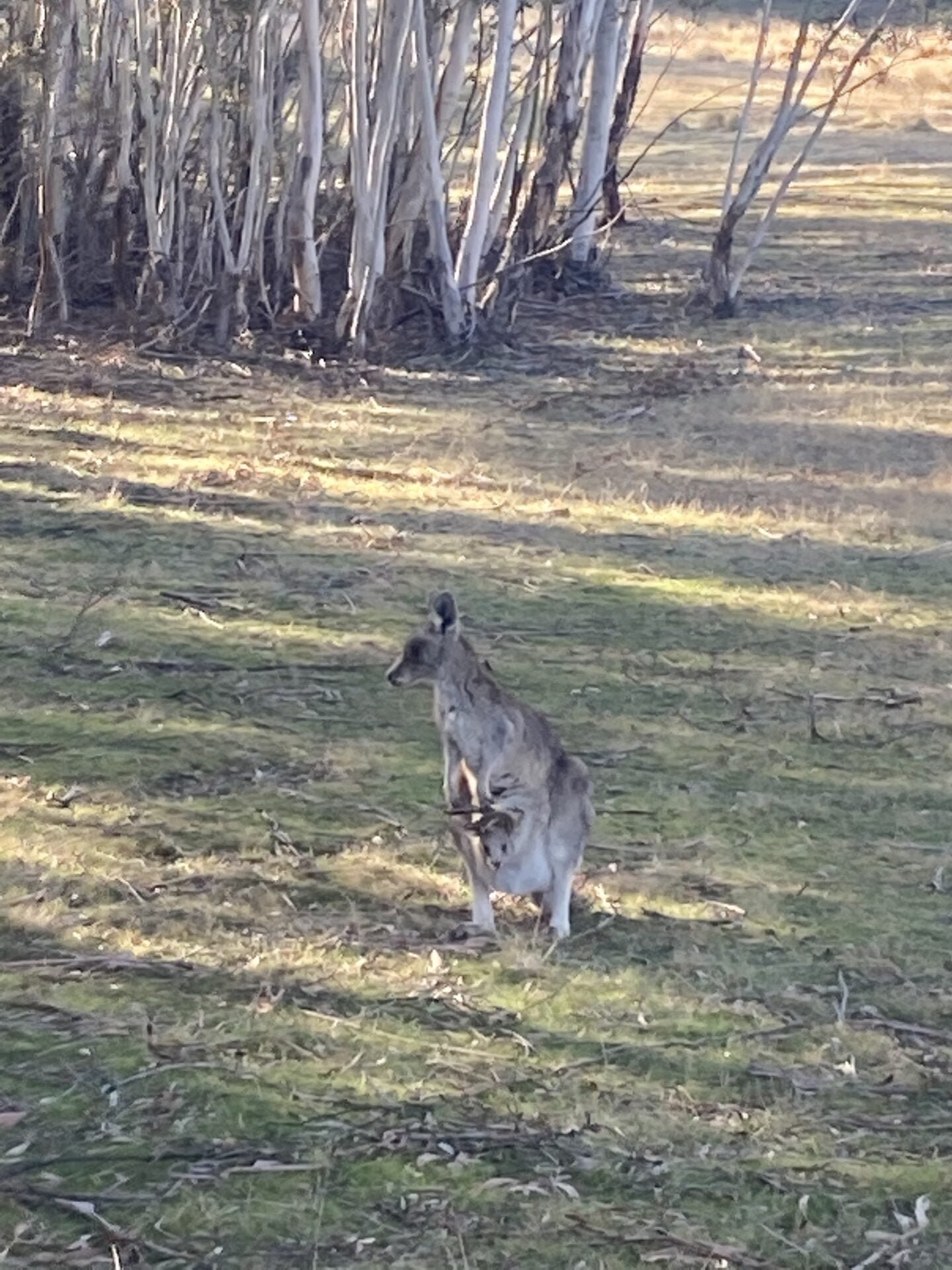 Trout Hatchery Walking Trail, Jindabyne