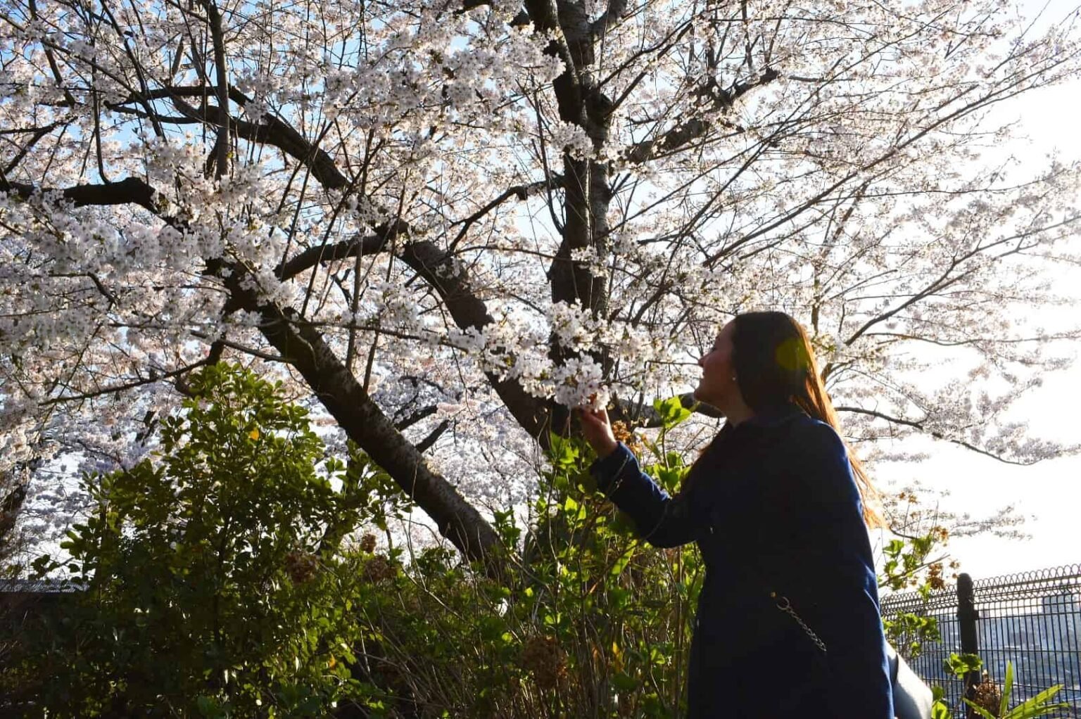 Cherry Blossom Season in Japan - One World Wanderer