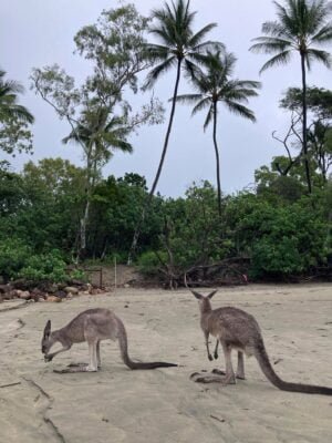 Cape Hillsborough campgrounds in North Queensland while on my vanlife trip around Australia as a solo female traveller