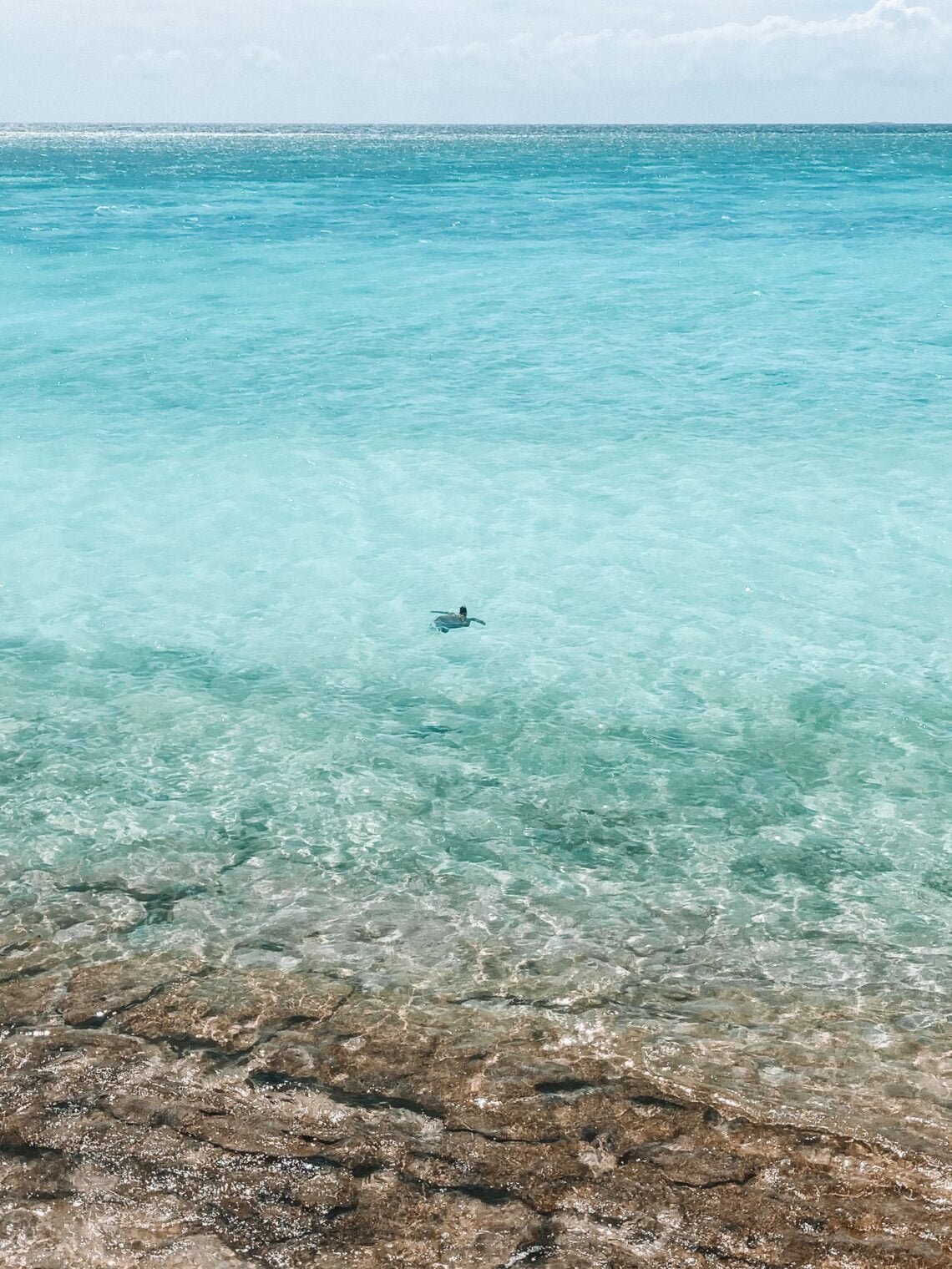 Swimming with a Green Sea Turtle on the Great Barrier Reef in Queensland