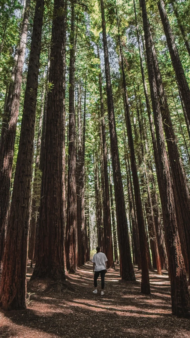 There’s nothing like a weekend full of adventure to fuel the soul 🌳🚙☕️

Grateful for @voygtravel bags for always having the perfect, safe bag for me to use and for @riparide for having so many epic stays to choose from! 

@visitwarburton_official @warburtonbakery @warburtonstays