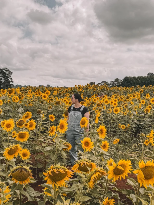 A whole field of sunshine 🌻

There’s something about wandering through endless rows of sunflowers that just slows the world down for a little while. Warm sunshine, golden petals, and the simple joy of being outside. Even better that it’s dog-friendly so the pups can enjoy it too 🐾

Loved visiting @girasole_yv — such a beautiful spot to spend a sunny afternoon 🌻 I’d highly recommend checking this spot out before the season ends! 

@yarravalleydandenongranges @visitmelbourne 

#sunflowersmelbourne #girasole #yarravalley #yarravalleysunflowers